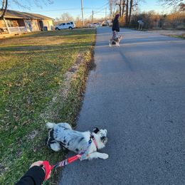 Border Collie Puppies from Cullins Collies