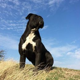 Boxers from Boxer Madness