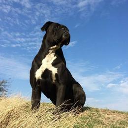 Boxers from Boxer Madness