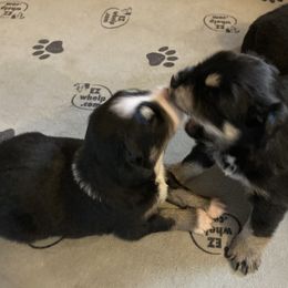 Miniature Australian Shepherd Puppies from Southern Maine Aussies