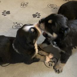 Miniature Australian Shepherd Puppies from Southern Maine Aussies