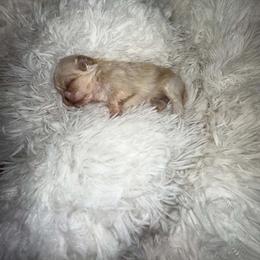 Chloe - Cream and white female Shih Tzu puppy in Azusa, California from RJ Shih Tzu lover