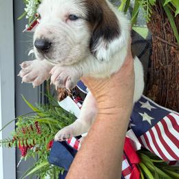 Male 2 - Mahogany and white male Basset Hound puppy in Manchester, Tennessee from Middle TN Leopard Catahoulas and Middle TN Bassett Hounds