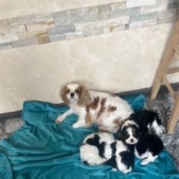 Rabbit - Cavalier King Charles Spaniel