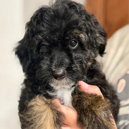 Grey collar toy - Black tri-color male Aussiedoodle puppy in 32046, Florida from River Hill Ranch