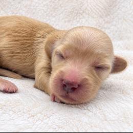 Carol - Cream female Dachshund puppy in Sebring, Florida from Mini Weenies