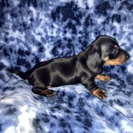 Girl 2 - Black and tan female Dachshund puppy in Hemet, California from Loveable Doxie