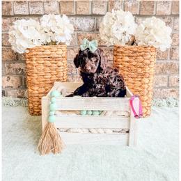 Ruby - Brown female Bernedoodle puppy in Lake City, Florida from 224 Doodles and Poodles