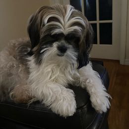 Ginger - Shih Tzu