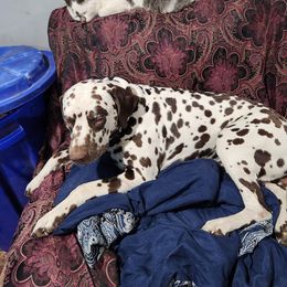 Brutus - Dalmatian