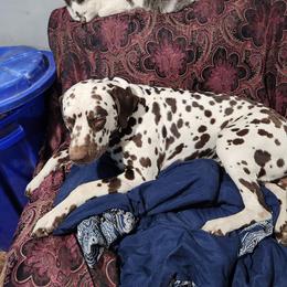 Brutus - Dalmatian