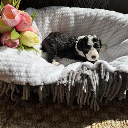 Bunny - Black female Poodle puppy in Jonesville, North Carolina from Richardson Family Farms, LLC