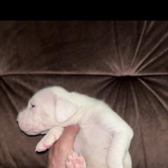 Girl 4 - Dogo Argentino puppy from First-Class Lineage