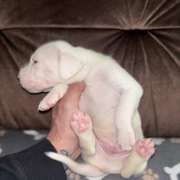 Girl 4 - Dogo Argentino puppy from First-Class Lineage