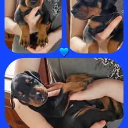 Blue - Black and rust male Doberman Pinscher puppy in Michie, Tennessee from JSG Dobermanns
