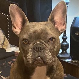 French Bulldogs from La Toya's Frenchies