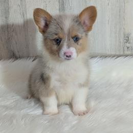 Rocky - Blue merle and white male American Corgi puppy in Lufkin, Texas from Texas Lil Cowdogs
