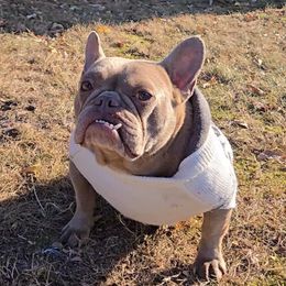 Bella - French Bulldog