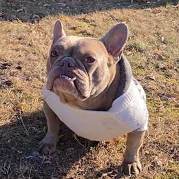 Bella - French Bulldog