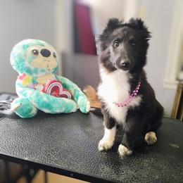 Claire - Black and white female Shetland Sheepdog puppy in Albany, New York from K&A Little Wonder's