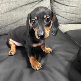 Girl 1 - Black and tan female Dachshund puppy in Goodyear, Arizona from az.doxie_plug