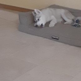 Siberian Husky Puppies from Aasil Siberians