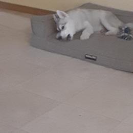 Siberian Husky Puppies from Aasil Siberians