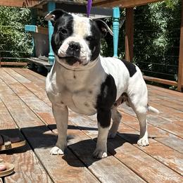 Zeus - Staffordshire Bull Terrier