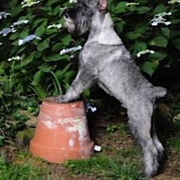 Standard Schnauzer Puppies from Stahlkrieger Standard Schnauzers
