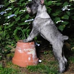 Standard Schnauzer Puppies from Stahlkrieger Standard Schnauzers