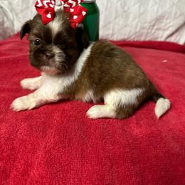 CKC Girl 3 - Red and white female Shih Tzu puppy in Houston, Texas from Paws n Claws
