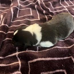 Pembroke Welsh Corgi Puppies from Simply loved corgis