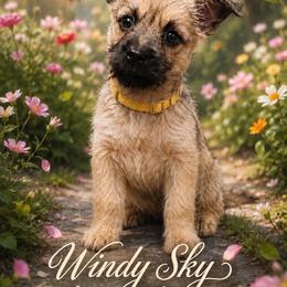 Wheaten 1 - Wheaten brindle female Cairn Terrier puppy in Centerville, Texas from Cedar Forrest Terriers LLC (Cairns & Australian Terriers)