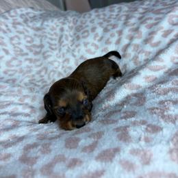 Toby - Brindle male Dachshund puppy in Lake City, Florida from My Ditzy Doxies of Florida