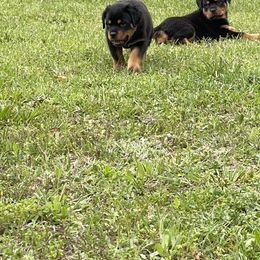 Rottweiler Puppies from Vom Allegiance Haus