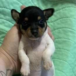 Girl 1 - White black and tan female Toy Fox Terrier puppy in Briggs, Texas from TAC Team Kennels