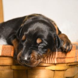 Boy 4 - Black and rust male Doberman Pinscher puppy in Overton, Texas from Obsidian Kennel