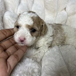 Taffy - Brown and white female Cockapoo puppy in Humble, Texas from DoodlePuppiesTX