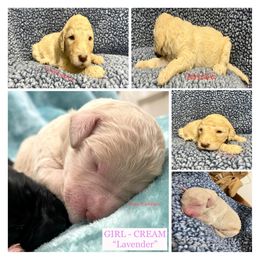 Goldendoodle and Poodle Puppies from SnickerDoodlePups