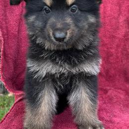 Female 1 - Black and tan female German Shepherd puppy in Allentown, Pennsylvania from VMH Shepherds