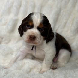 Purple girl - Tri-Roan female English Springer Spaniel puppy in Fairfield, California from Goldridge Springers