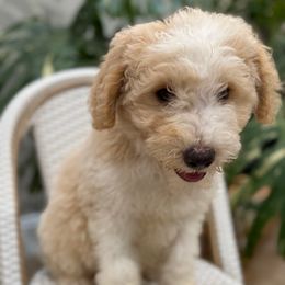 Astro - Apricot male Aussiedoodle puppy in Pomona, California from Socal Aussiedoodles
