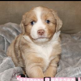 Honey - Red merle female Miniature Australian Shepherd puppy in Kissee Mills, Missouri from Clinkenbeard Kennel