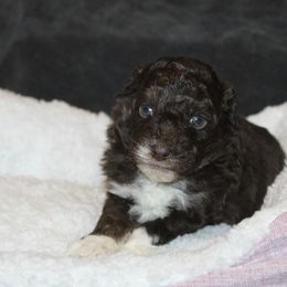 Punkin - Red tri-color male Aussiedoodle puppy in Loretto, Tennessee from K Kountry Farm