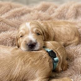Bartlett - Cream male Goldendoodle puppy in Rocky Point, North Carolina from CelticDoods