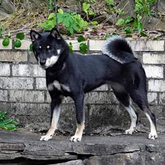 Emmy - Shikoku