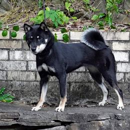 Emmy - Shikoku