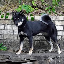 Emmy - Shikoku