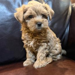 Amber - Apricot female Maltipoo puppy in Lancaster, South Carolina from 3 Bs Havanese-PUPPIES with  PURPOSE