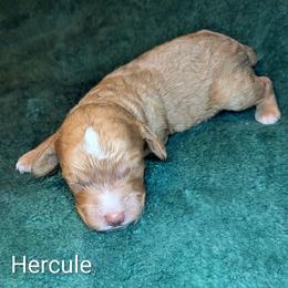 Hercule - Golden male Cockapoo puppy in Sunset, Louisiana from Cano Cockapoos